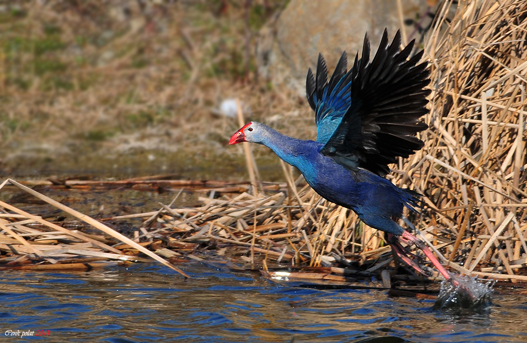 Western Swamphen